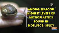 Among seafood highest levels of microplastics found in molluscs: Study