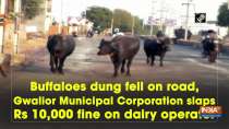 Buffaloes dung fell on road, Gwalior Municipal Corporation slaps Rs 10,000 fine on dairy operator