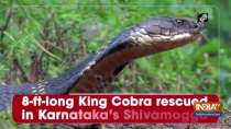 8-ft-long King Cobra rescued in Karnataka