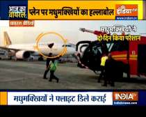 Aaj Ka Viral: Honeybees land on aircraft before passengers board
