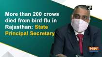More than 200 crows died from bird flu in Rajasthan: State Principal Secretary
