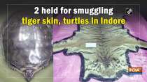 2 held for smuggling tiger skin, turtles in Indore