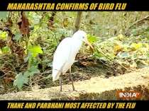 Bird Flu confirmed in Mahrashtra, CM Uddhav Thackeray to chair a meeting