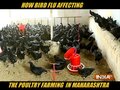 How Bird Flu affecting poultry farming in Maharashtra?