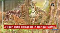 3 tiger cubs released in Bengal Safari