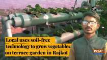 Local uses soil-free technology to grow vegetables on terrace garden in Rajkot
