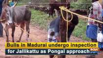 Bulls in Madurai undergo inspection for Jallikattu as Pongal approaches