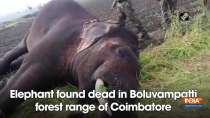 Elephant found dead in Boluvampatti forest range of Coimbatore