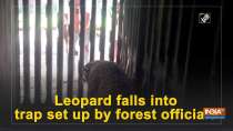 Leopard falls into trap set up by forest officials