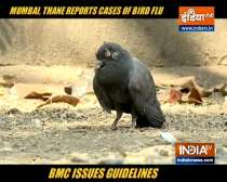BMC issues guidelines to prevent bird flu outbreak after confirmed cases in Mumbai