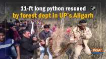 11-ft long python rescued by forest dept in UP