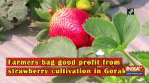 Farmers bag good profit from strawberry cultivation in Gorakhpur