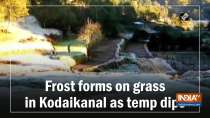 Watch: Frost forms on grass in Kodaikanal as temp dips