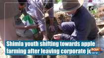Shimla youth shifting towards apple farming after leaving corporate jobs