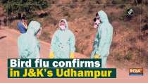 Bird flu confirms in J&K
