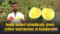 Young farmer scientifically grows yellow watermelons in Kalaburagi
