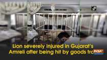 Lion severely injured in Gujarat