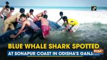 Blue whale shark spotted at Sonapur coast in Odisha