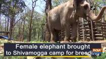 Female elephant brought to Shivamogga camp for breeding