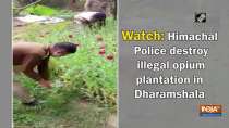 Watch: Himachal Police destroy illegal opium plantation in Dharamshala