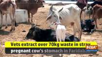 Vets extract over 70kg waste in stray pregnant cow