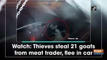 Watch: Thieves steal 21 goats from meat trader, flee in car