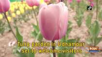 Tulip garden in Udhampur set to welcome visitors