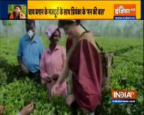 Video: Priyanka Gandhi plucks tea leaves with other cong workers at Sadhuru tea garden, Biswanath