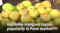 Alphonso mangoes regain popularity in Pune market
