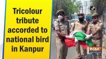 Tricolour tribute accorded to national bird in Kanpur