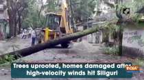 Trees uprooted, homes damaged after high-velocity winds hit Siliguri