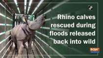 Rhino calves rescued during floods released back into wild