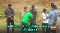 14-ft-long King Cobra rescued in Odisha