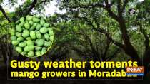 Gusty weather torments mango growers in Moradabad