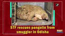 STF rescues pangolin from smuggler in Odisha