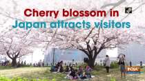	Cherry blossom in Japan attracts visitors