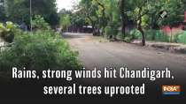 Rains, strong winds hit Chandigarh, several trees uprooted