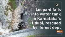 Watch: Leopard falls into water tank in Karnataka