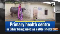 	Primary health centre in Bihar being used as cattle shelter