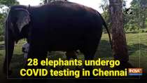 28 elephants undergo COVID testing in Chennai