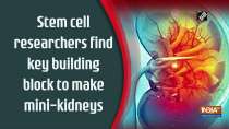 Stem cell researchers find key building block to make mini-kidneys