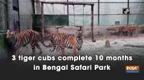 3 tiger cubs complete 10 months in Bengal Safari Park