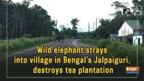 Wild elephant strays into village in Bengal