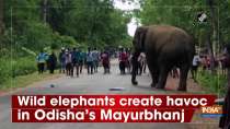 Wild elephants create havoc in Odisha