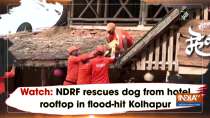 Watch: NDRF rescues dog from hotel rooftop in flood-hit Kolhapur