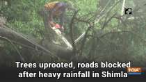 Trees uprooted, roads blocked after heavy rainfall in Shimla
