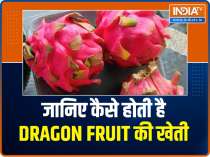 Get to know about the farming of dragon fruit