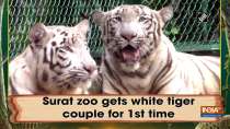 Surat zoo gets white tiger couple for 1st time