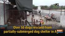 Over 50 dogs rescued from partially-submerged dog shelter in Agra