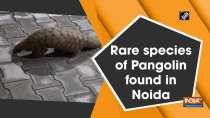Rare species of Pangolin found in Noida